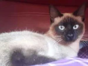 Gato raça Siamês, Bombain idade 7 a 11 meses nome Saba, Mimi, Lola 