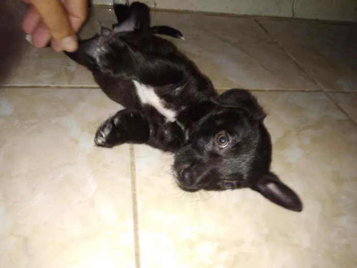 Cachorro raça sem raça definida idade 2 a 6 meses nome sem nome ainda