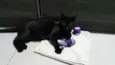 Salem