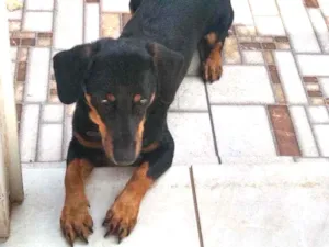 Cachorro raça Basset misturado idade 1 ano nome Rarvi