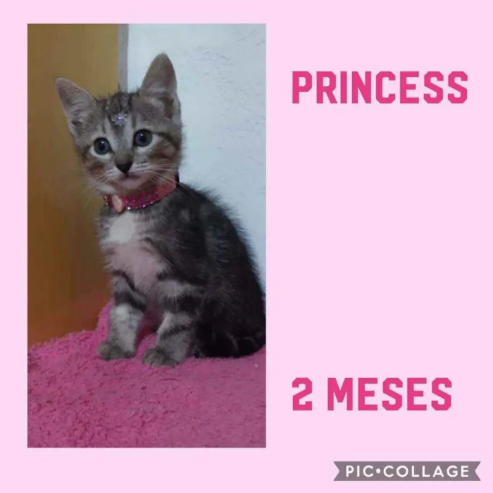 Gato ra a SRD  idade Abaixo de 2 meses nome Princess 