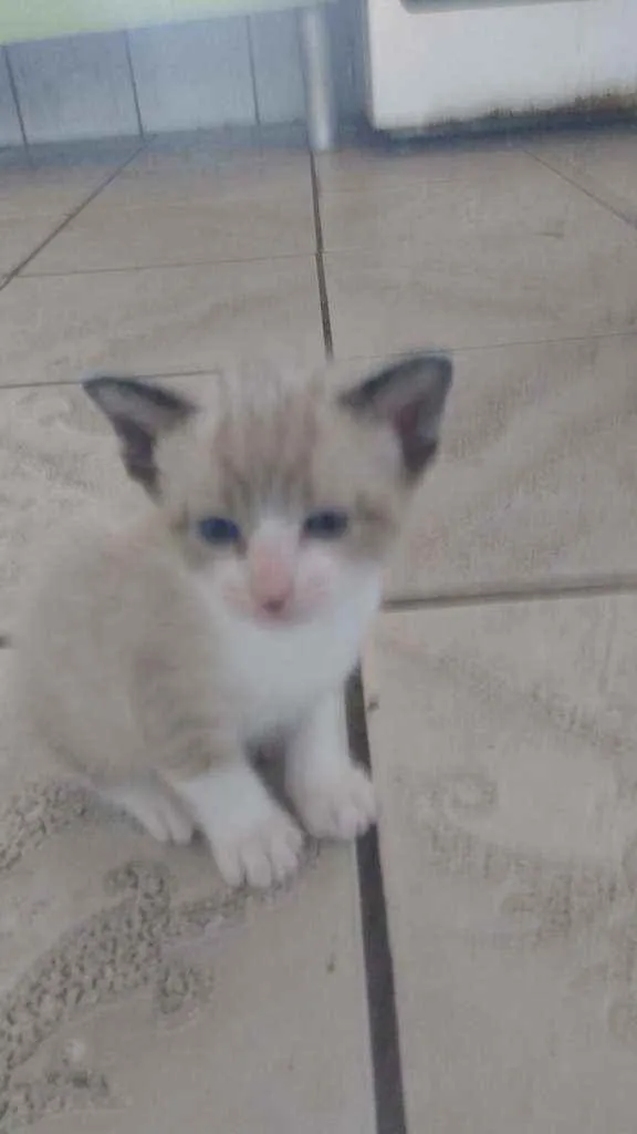 Gato ra a Srd idade Abaixo de 2 meses nome Gatinhos