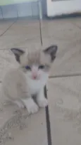Gatinhos