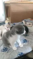 Gatinhos