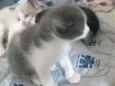 Gatinhos
