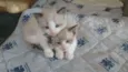 Gatinhos