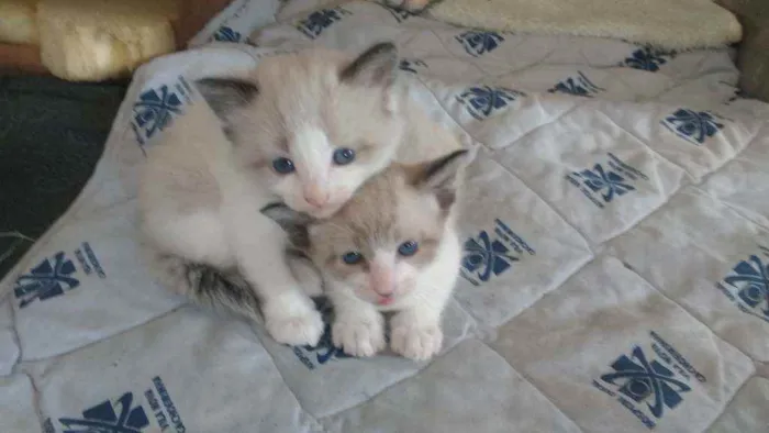 Gato ra a Srd idade Abaixo de 2 meses nome Gatinhos