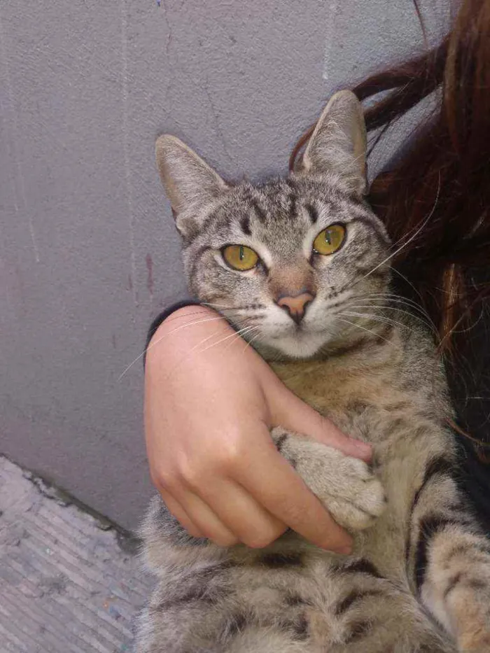 Gato ra a  idade 7 a 11 meses nome Jade