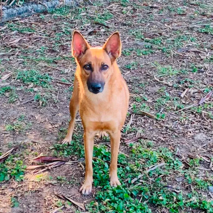 Cachorro ra a SRD-ViraLata idade 2 anos nome Bombom