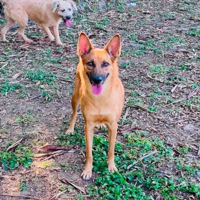 Cachorro ra a SRD-ViraLata idade 2 anos nome Bombom