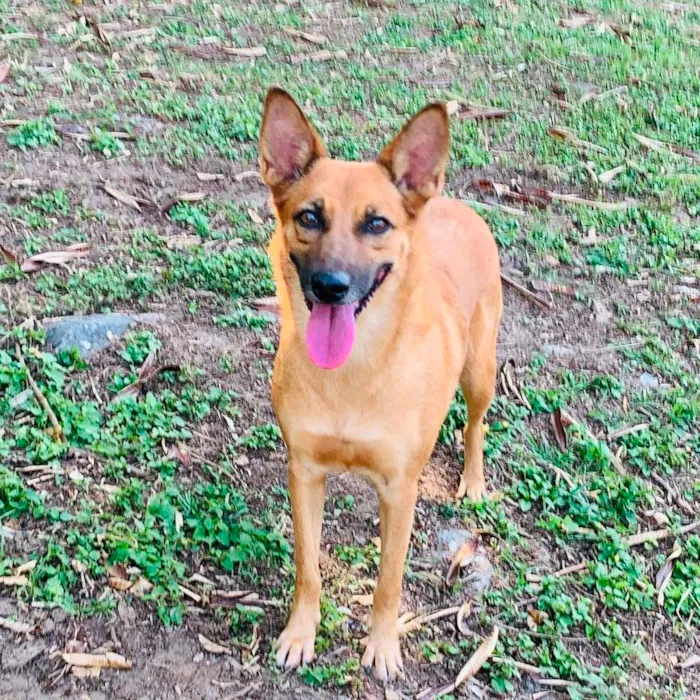 Cachorro ra a SRD-ViraLata idade 2 anos nome Bombom