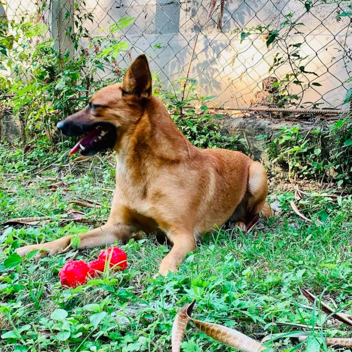 Cachorro ra a SRD-ViraLata idade 2 anos nome Bombom