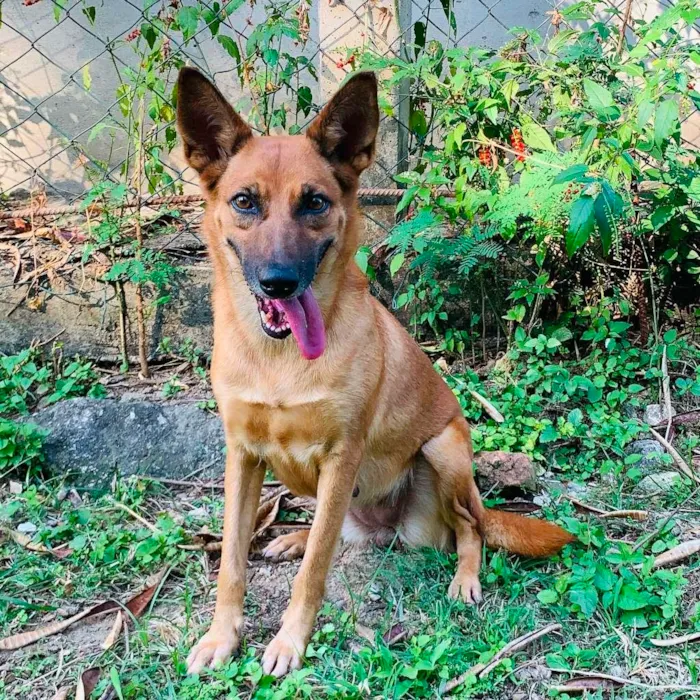 Cachorro ra a SRD-ViraLata idade 2 anos nome Bombom