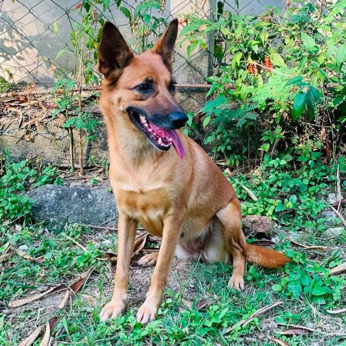 Cachorro ra a SRD-ViraLata idade 2 anos nome Bombom