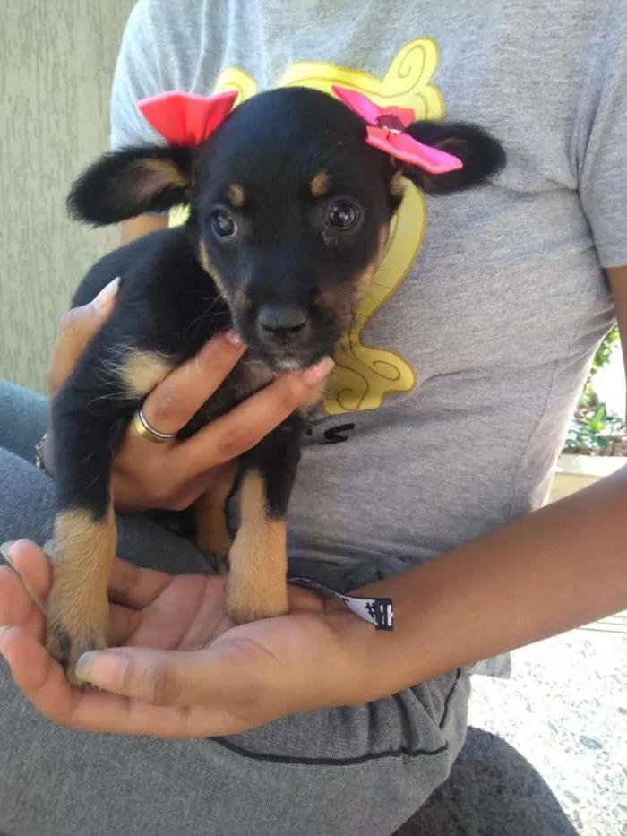 Cachorro raça Vira Lata idade 2 a 6 meses nome Sem nome