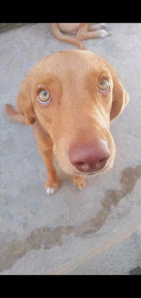 Cachorro ra a Vira Lata  idade 1 ano nome Scobby