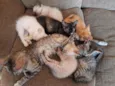 Gatinhos 