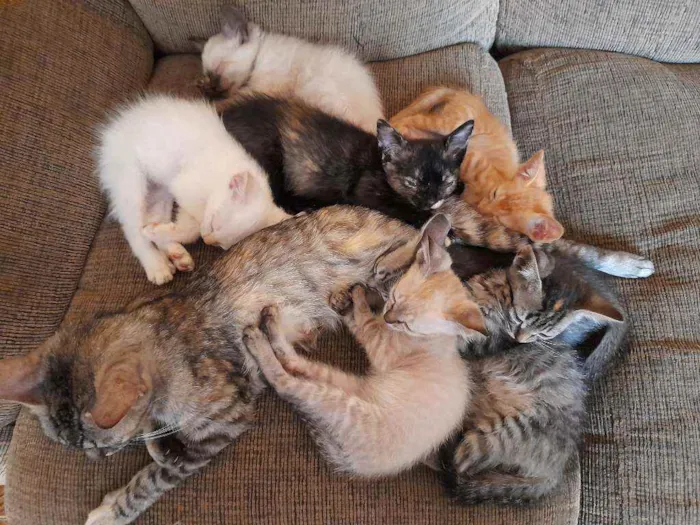 Gato raça  idade 2 a 6 meses nome Gatinhos 
