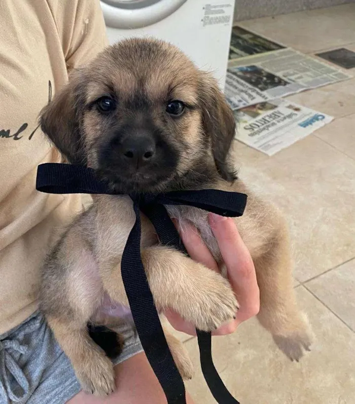 Cachorro ra a SRD-ViraLata idade 2 a 6 meses nome Caramelo