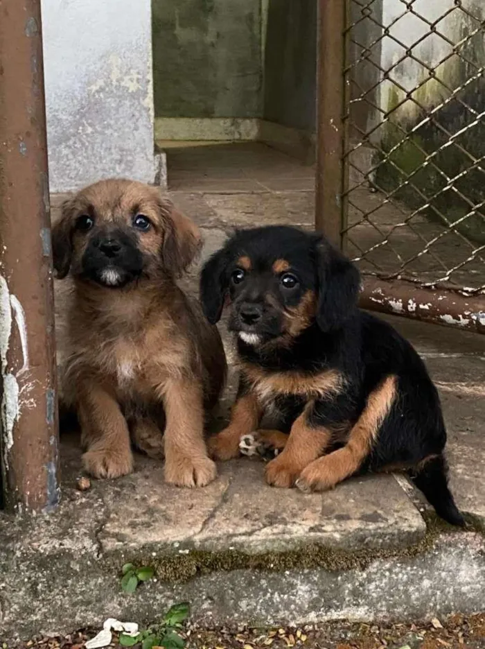 Cachorro ra a SRD-ViraLata idade 2 a 6 meses nome Caramelo