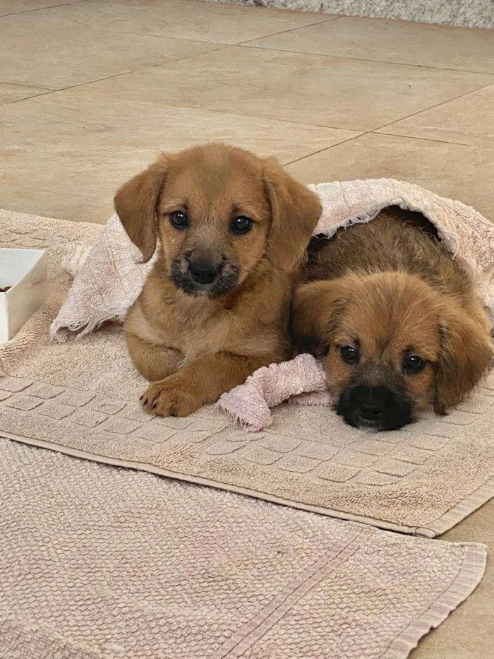 Cachorro ra a SRD-ViraLata idade 2 a 6 meses nome Caramelo