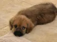 Caramelo