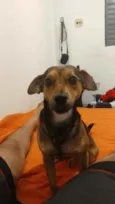 Toddy