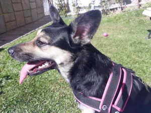 Cachorro raça Carinhosa e Esperta  idade 1 ano nome Kim Meirelles 