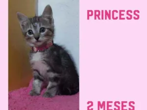 Gato raça SRD  idade Abaixo de 2 meses nome Princess 