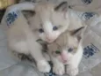 Gatinhos
