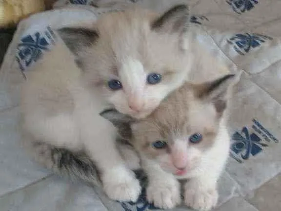 Gato ra a Srd idade Abaixo de 2 meses nome Gatinhos