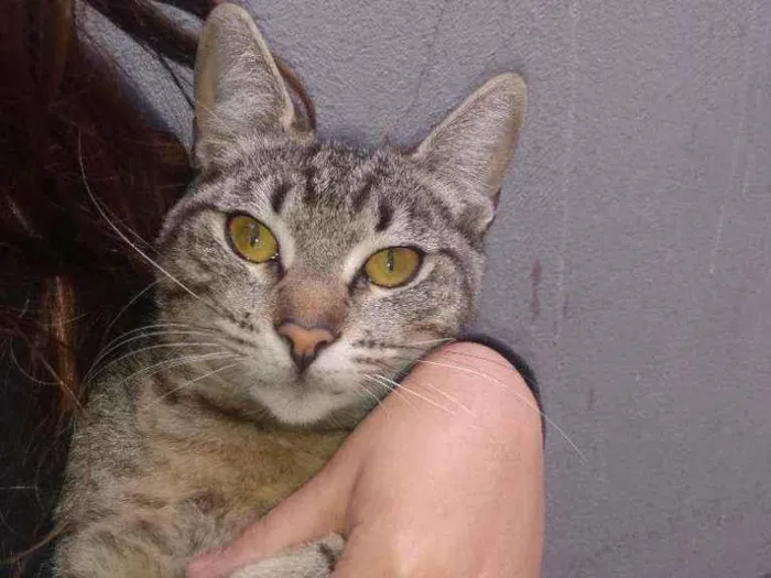Gato ra a  idade 7 a 11 meses nome Jade