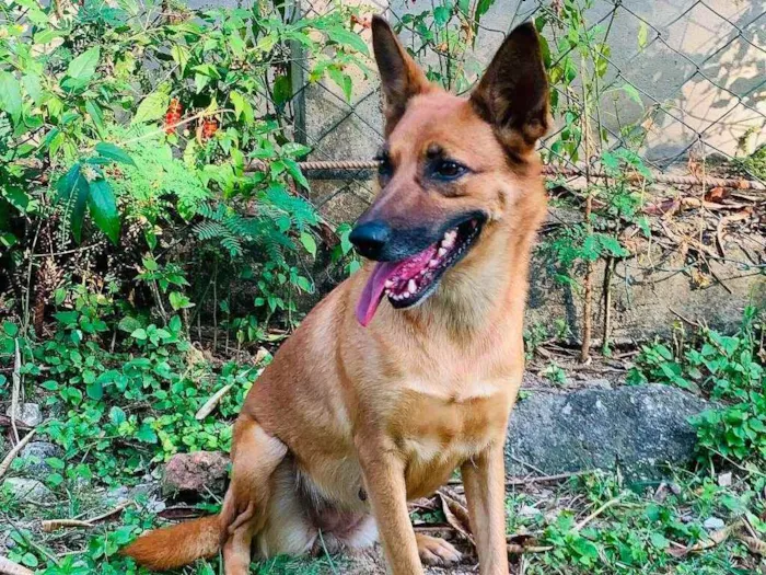 Cachorro ra a SRD-ViraLata idade 2 anos nome Bombom
