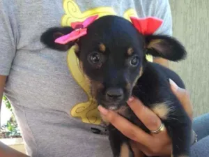 Cachorro raça Vira Lata idade 2 a 6 meses nome Sem nome