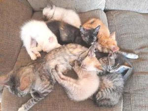 Gato raça  idade 2 a 6 meses nome Gatinhos 