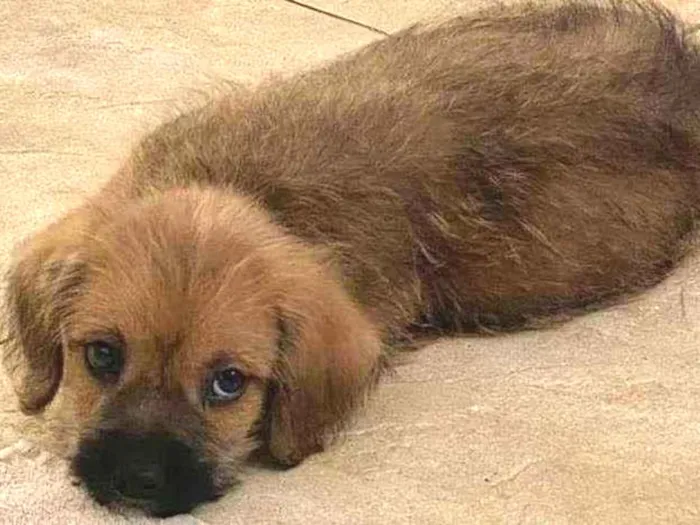 Cachorro ra a SRD-ViraLata idade 2 a 6 meses nome Caramelo