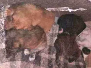 Cachorro raça Viralatas idade Abaixo de 2 meses nome Sem nomes