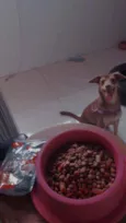 Lassie