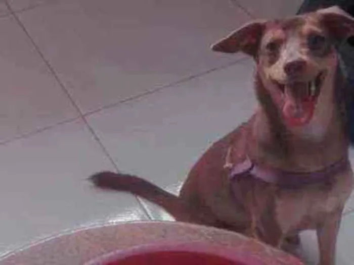 Cachorro ra a Viralata idade 1 ano nome Lassie