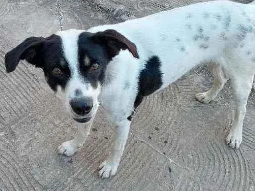 Cachorro ra a Vira-lata idade 2 anos nome Billy 