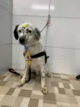 Cachorro raça SRD-ViraLata idade 2 anos nome Floquinho