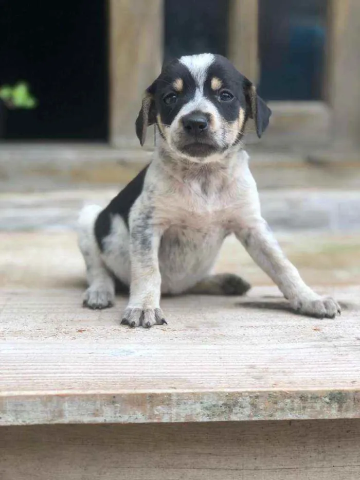 Cachorro ra a Vira lata idade Abaixo de 2 meses nome Não definido