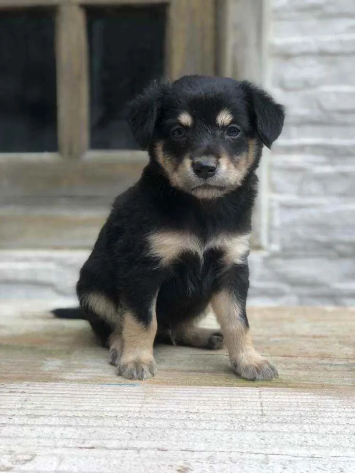 Cachorro ra a Vira lata idade Abaixo de 2 meses nome Não definido