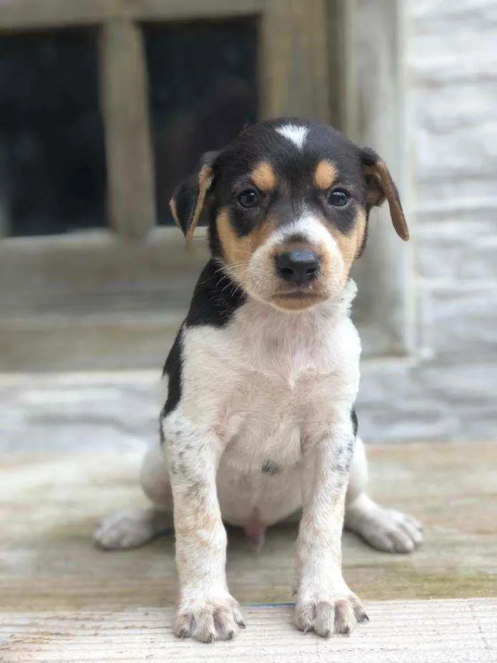 Cachorro ra a Vira lata idade Abaixo de 2 meses nome Não definido