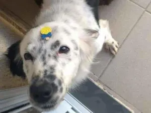 Cachorro raça SRD-ViraLata idade 2 anos nome Floquinho