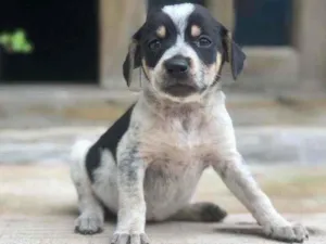 Cachorro raça Vira lata idade Abaixo de 2 meses nome Não definido