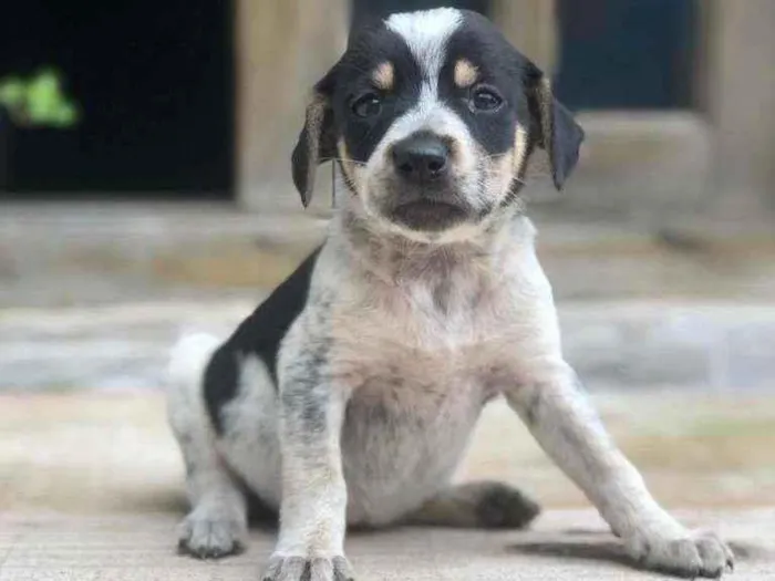 Cachorro ra a Vira lata idade Abaixo de 2 meses nome Não definido