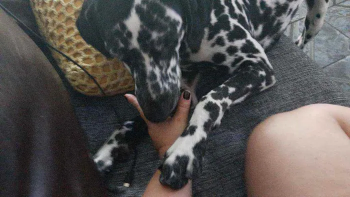 Cachorro ra a Dalmata idade 3 anos nome Zeca