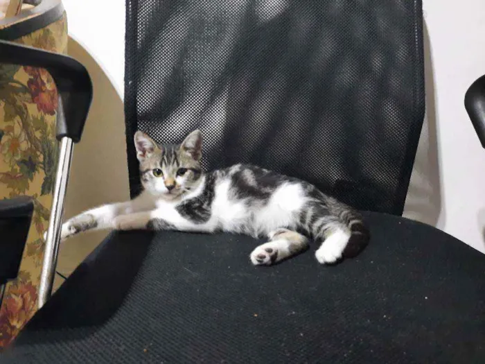 Gato raça S/D Vira Lata idade 2 a 6 meses nome Piti