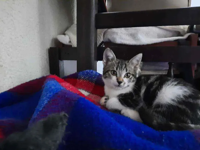 Gato raça S/D Vira Lata idade 2 a 6 meses nome Piti